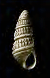 Odostomia gemma 001.png