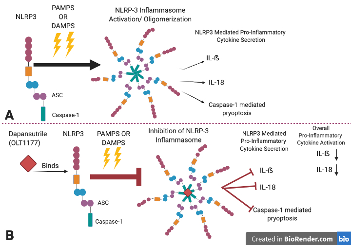 Figure 3. Dapansutrile's Mechanism of Action. A. Depicts the activation and oligomerization of the NLRP3 inflammasome caused by PAMPS and DAMPS. B. When Dapansutrile is administered it binds to the NLRP3 protein and if DAMPS and PAMPS signals are present, Dapansutrile will inhibit NLRP3 inflammasome activation. This leads to an inhibition of the NLRP3 secretion of cytokines (IL-1β and IL-18) and caspase-1 mediated pyroptosis. Image created in biorender.com.