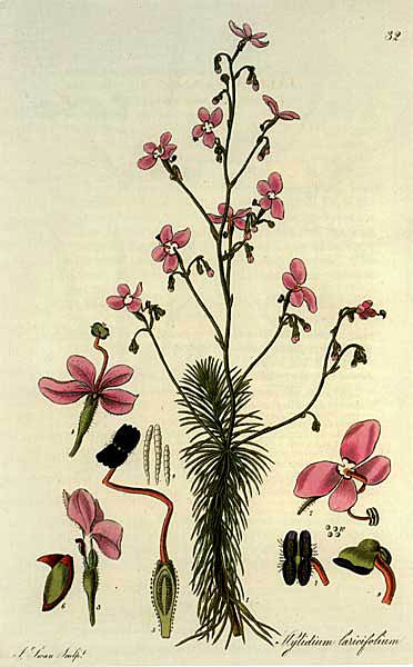 File:Stylidium-laricifolium.jpg