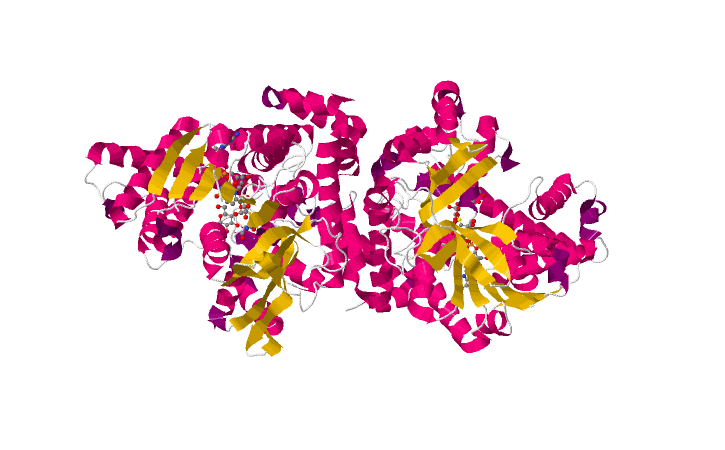 File:Alpha-glucosidase in complex with maltose and NAD+.png