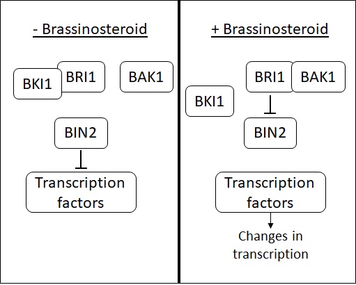 File:Brassinosteroid signal cascade.jpg