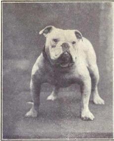 Bulldog from 1915.JPG