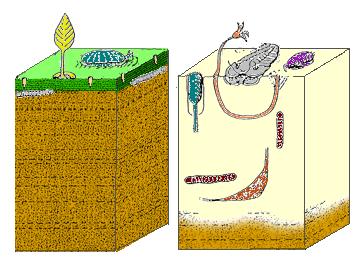 File:Cambrian substrate revolution 02.png
