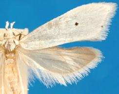 Eucalantica polita, female.JPG