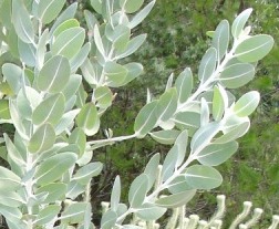File:Eucalyptus tetragona - glaucous leaves close.jpg
