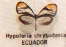 Hypoleria chrysodonia.jpg