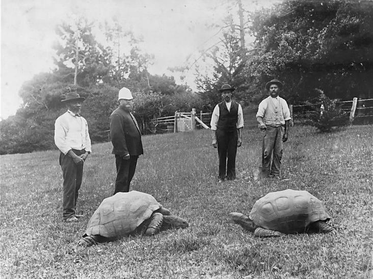 File:Jonathan and another tortoise, St Helena.png
