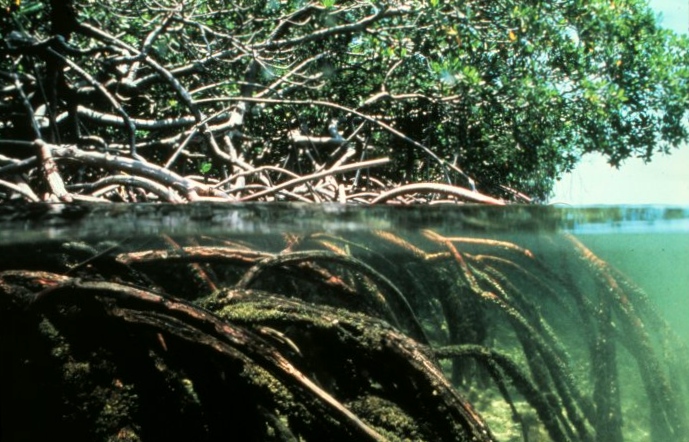 File:Mangroves.jpg
