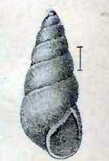 Odostomia laevigata 001.png