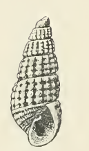 Odostomia rinella 001.png