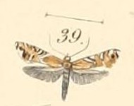 Pl.140-39-Glyphipteryx morangella.jpg