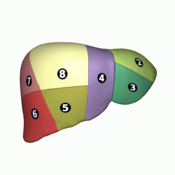 File:Liver 04 Couinaud classification animation.gif