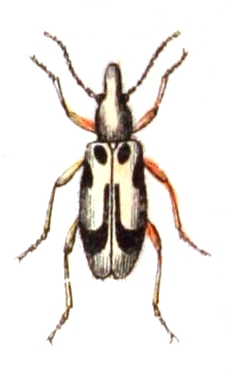 Notoxus.monoceros.-.calwer.48.14.jpg