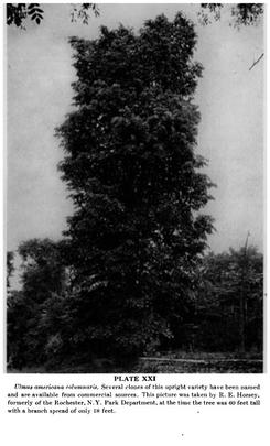 Ulmus americana columnaris.jpg