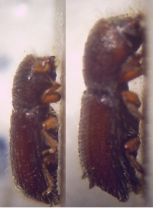 08 Xylocleptes bispinus Weibchenund Männchen rechte Seite 20fach Imago.jpg