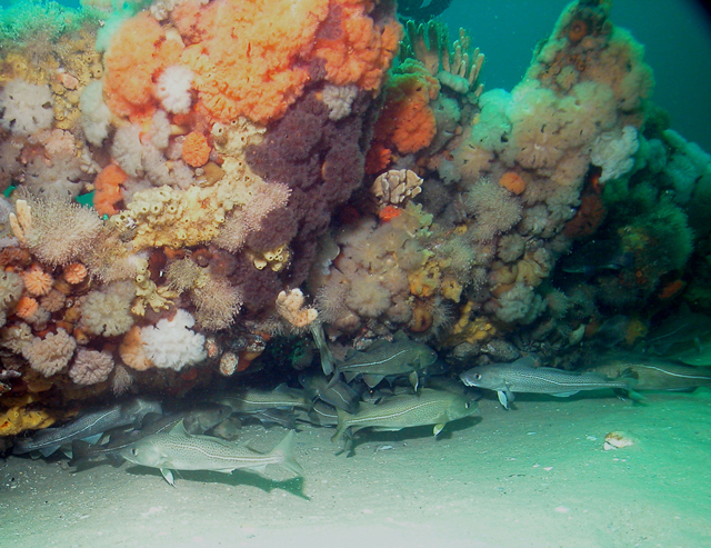 File:Atlantic cod under a shipwreck.jpg