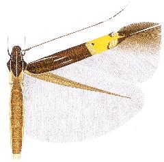 Cosmopterix lespedezae.JPG