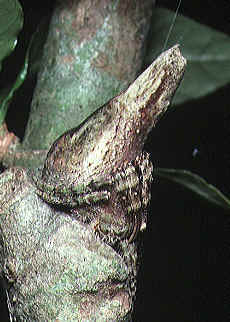 Poltys.columnaris.female.1.-.tanikawa.jpg