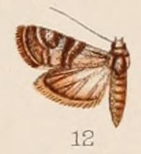12-Euzophera cocciphaga Hampson, 1908.JPG