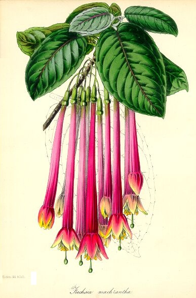 File:Fuchsia macrantha - Paxton.jpg