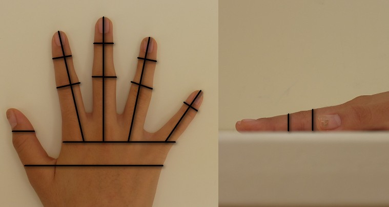 File:Hand Geometry and Measurements.jpg