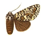 Lichnoptera maestoides.jpg