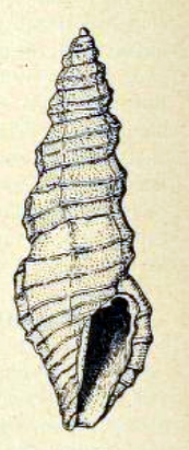 Pseudorhaphitoma iodolabiata 001.jpg