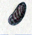 Stomatella lintricula 001.jpg