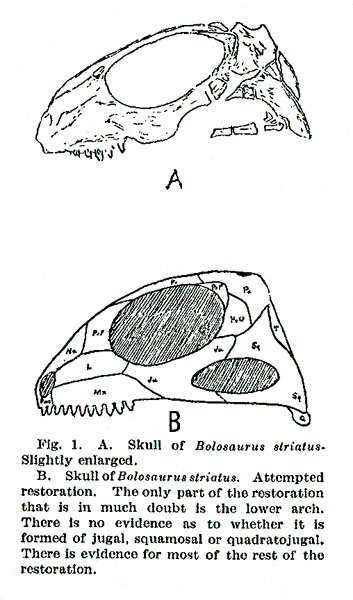 Bolosauruskull