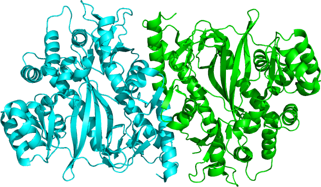 File:Glutathione synthetase 1M0W.png