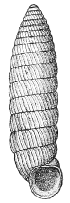 Holospira bilamellata shell.jpg