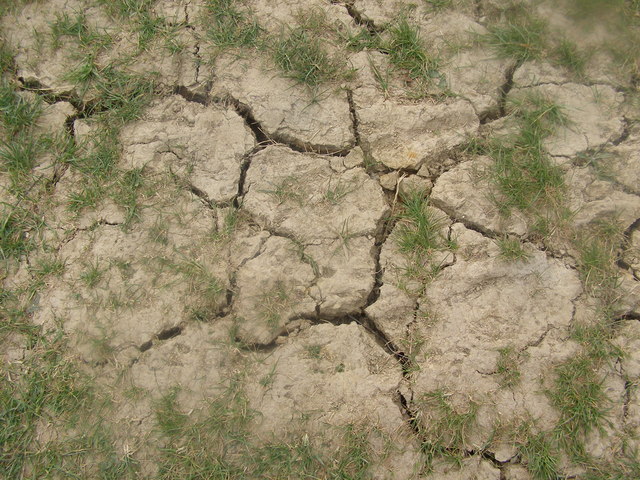 File:Parched-cracked earth in Bourne Woods - geograph.org.uk - 410994.jpg