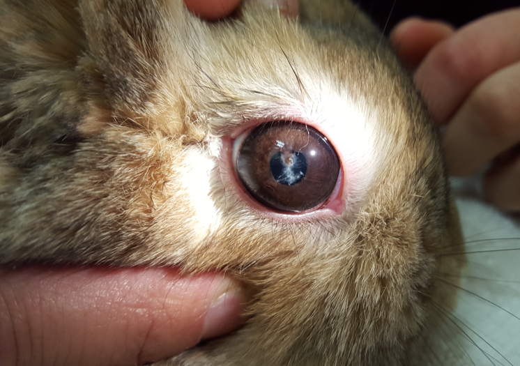 File:Rabbit with an eye infection caused by Encephalitozoon cuniculi.png