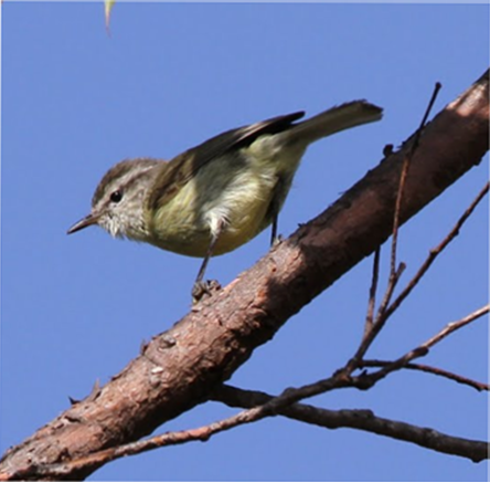 File:Timor leaf warbler.png