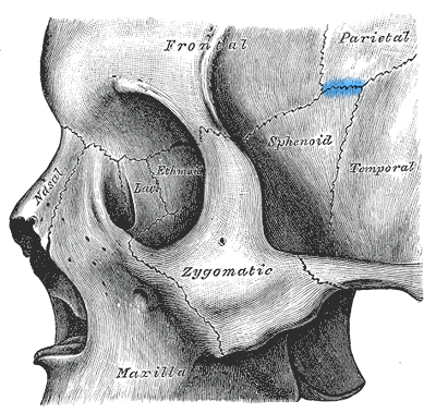File:Gray164 - Sphenoparietal suture.png