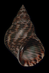 Littoraria intermedia shell.png