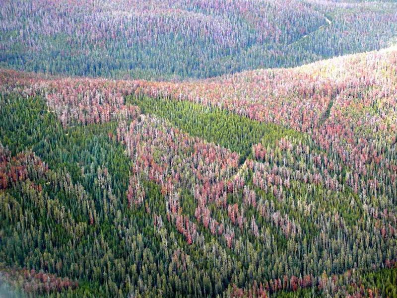 File:Mountain Pine Beetle damage in the Fraser Experimental Forest 2007.jpg