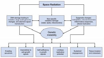 File:Radiation Carcinogenesis Figure 4-8.jpg