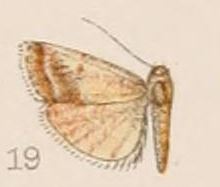 19-Euzophera ectophoea=Mascelia ectophoea (Hampson, 1908).JPG