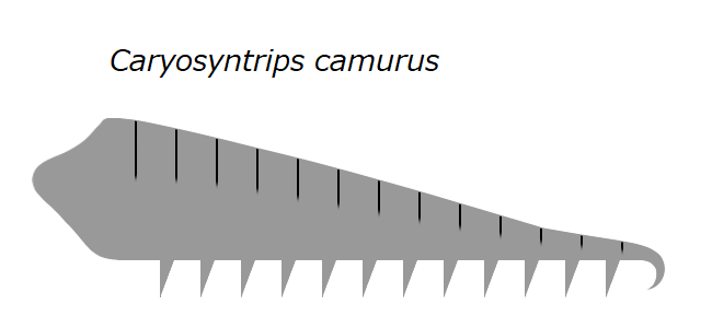 File:20191221 Radiodonta frontal appendage Caryosyntrips camurus.png