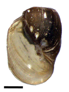 Amerianna carinata shell.png