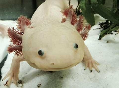 File:AxolotlBE.jpg