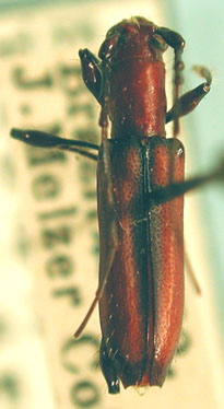 Elaphopsis rubidus Audinet-Serville.jpg