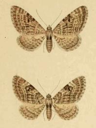 Eupithecia druentiata.JPG