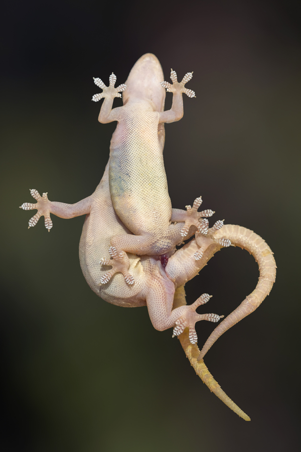 File:hemidactylus Frenatus Mating, Ventral View.jpg - Handwiki