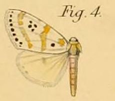 Pl.2-04-Lacipa quadripunctata Dewitz, 1881.JPG