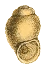 Stenothyra hybocystoides shell.png