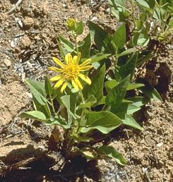 Wyethia reticulata.jpg