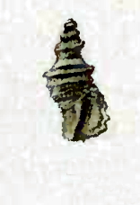 Eucyclotoma exilis 001 (Dunker, 1871).jpg