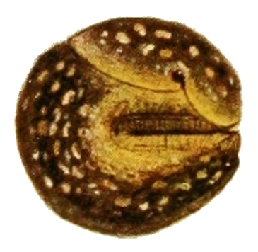 File:Geomalacus maculosus 3.jpg